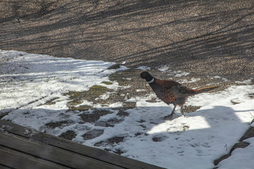 A pheasant is walking near apartment buildings. Photo from the window