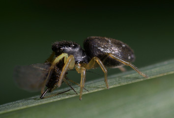 Very small black spider eating a fly sitting on plant stem