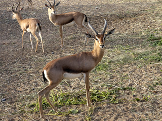 Portrait of Arabian gazelle, Gazella arabica, in Al Saleel National Park. Oman