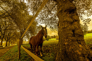 Pferd 