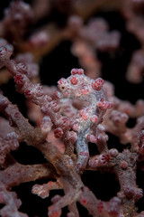 A pygmy seahorse, Hippocampus bargabanti, uses its prehensile tail to cling to a gorgonian in which it hides.