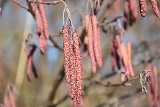 alder catkin moving in the wind in nature area - Powered by Adobe