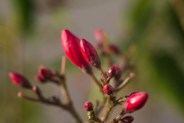 Obraz na płótnie Canvas Plumeria flower on red and black background