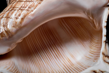 Closeup detail of seashell