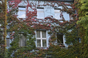 Fototapeta na wymiar Ivy creeping on a blue apartment building in Tempelhof Berlin Germany