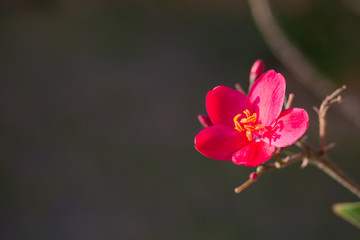 Fototapeta na wymiar Plumeria flower on red and black background