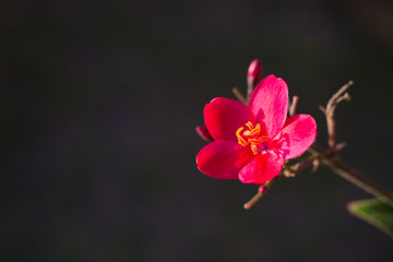 Plumeria flower on red and black background