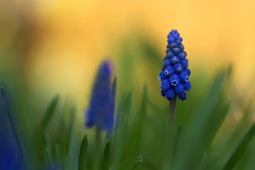 Nahaufnahme einer blauen Traubenhyazinthe im Frühling am Abend isoliert vor grünem und orangenen...