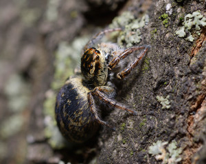 Very small spider sitting on the tree trunk