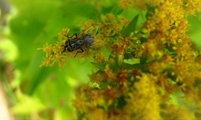 Gros plan d'une mouche sur fleurs jaune.