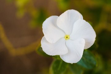 Obraz premium Pure white flowers of showy evening primrose.