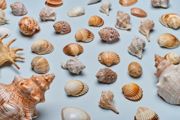 Mix of seashells set up on blue paper background