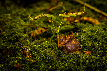 Wald
