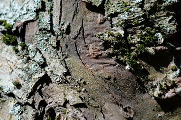 tree bark texture