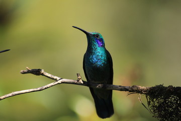 Colibrí orejiazul (Colibri thalassinus) en Costa Rica © Mónica Monge Loría