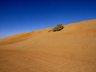 The wind makes the sand of the Omani desert a beautiful formation, Oman
