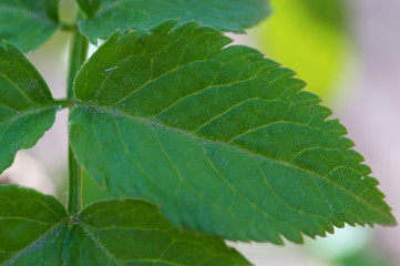 green leaves on a tree