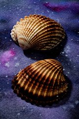 Seashells set up on abstract painted paper