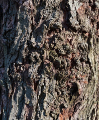 gray texture of acacia tree bark, full frame, element for designer