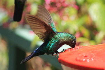 Colibrí en Costa Rica © Mónica Monge Loría