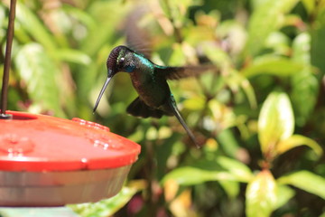 Colibrí en Costa Rica © Mónica Monge Loría