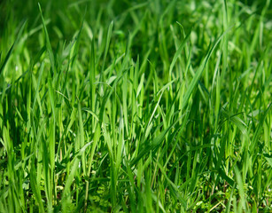 Fototapeta na wymiar tall green growing grass in the park on a summer spring day sways in the wind