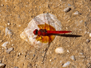 Beautiful dragonfly in Wadi Bani Khalid, Oman