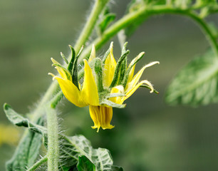 Flower close up. Tomato plant flower closeup.