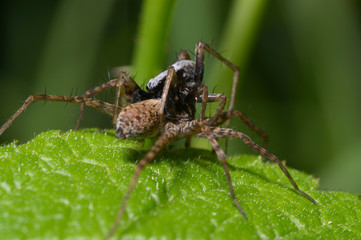 Black wolf spider sitting on leaf and eating another spider
