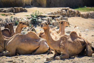 Sitting Beige Camel on the Aminal Market in Keren, Eritrea