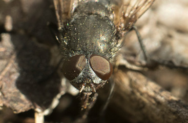 close up of a fly