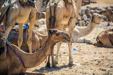 Sitting Beige Camel on the Aminal Market in Keren, Eritrea
