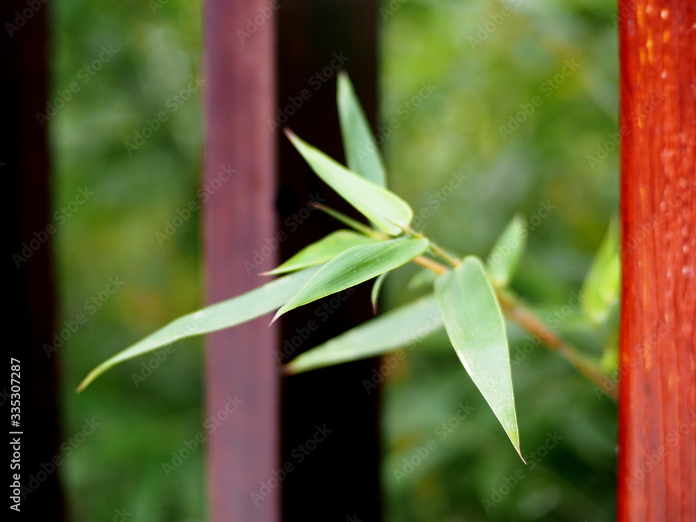 Wall mural bamboo leaves with wooden poles