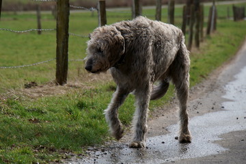 Irischer Wolfshund