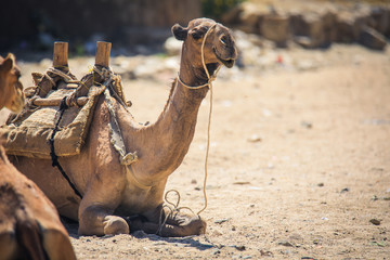 Sitting Beige Camel on the Aminal Market in Keren, Eritrea