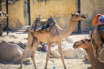 One Nice Camal with open mouth on the animal Market in Keren, Eritrea