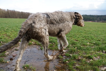 Fototapeta premium Irischer Wolfshund