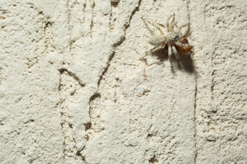 Jumping Spider eat Soldier fly or Oplodontha viridula on Nature.