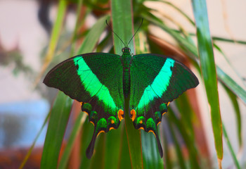 Emerald swallowtail butterfly.