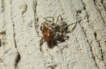 Jumping Spider eat Soldier fly or Oplodontha viridula on Nature.