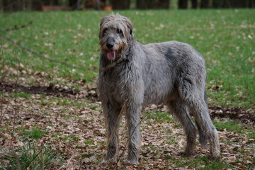 Irischer Wolfshund