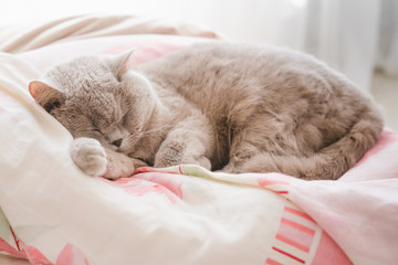 Fototapeta na wymiar The gray cat sleeps on the couch.