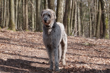 Irischer Wolfshund