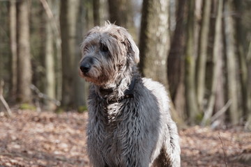 Irischer Wolfshund