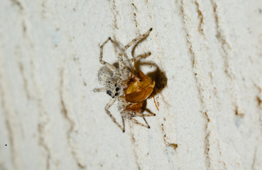 Jumping Spider eat Soldier fly or Oplodontha viridula on Nature.