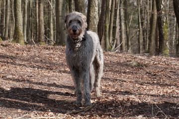 Irischer Wolfshund