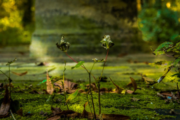 natur