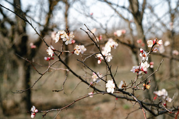 beautiful, tender, pink flowers of a blooming apricot on a branch, in early spring against the blue sky on a Sunny day
