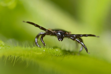 Ixode attacking sitting on a grass blade
