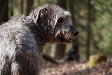 Irischer Wolfshund